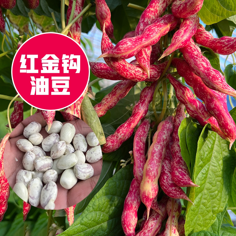 红金钩油豆种子四季春季面种籽菜豆角豆早熟种孑禾之元蔬菜种子
