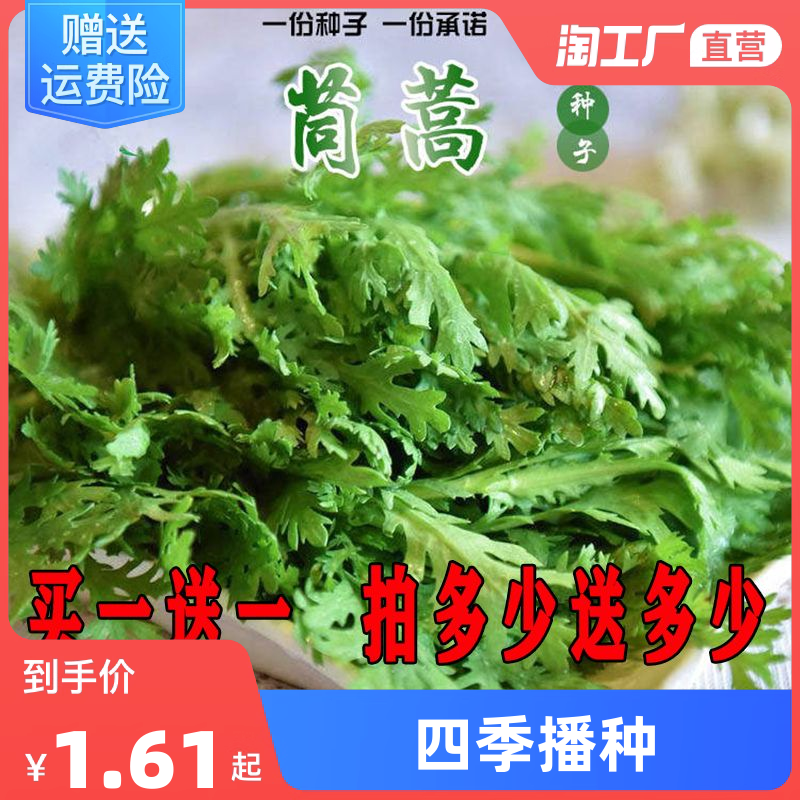 茼蒿小叶种子茼蒿大叶皇帝菜四季播栽培春秋蔬菜种籽易种蔬果开花