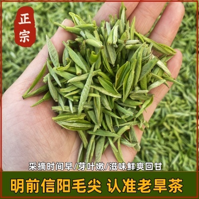 明前头采老旱茶一级次芽鲜爽回甘