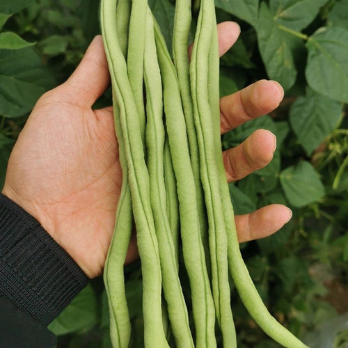 四季豆泰国无筋架豆种子抗病高产