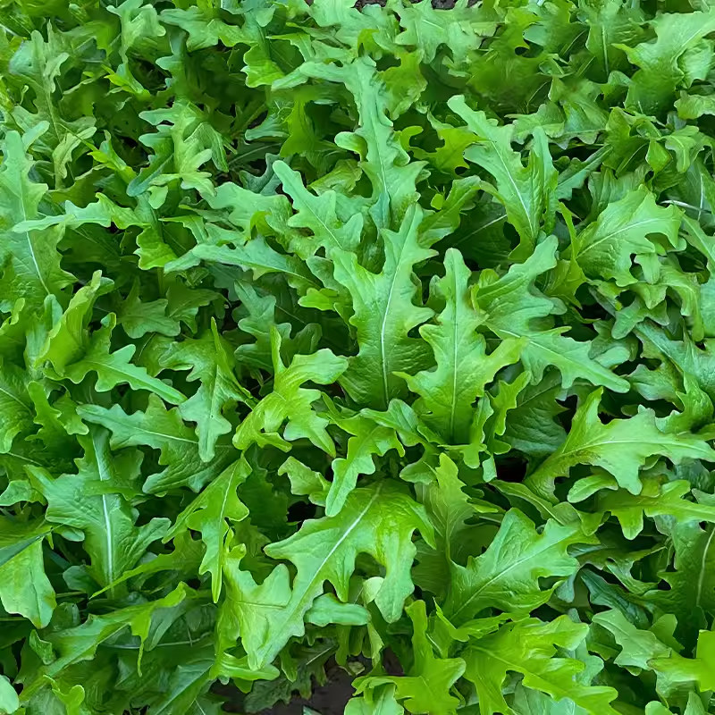 高产养生丫丫菜种籽甜脆开叉油麦菜种子春秋四季阳台脆香蔬菜中孑