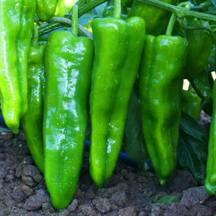 大果羊角青椒尖椒辣椒苗种籽大果牛角椒种子微辣新品种春季蔬菜孑