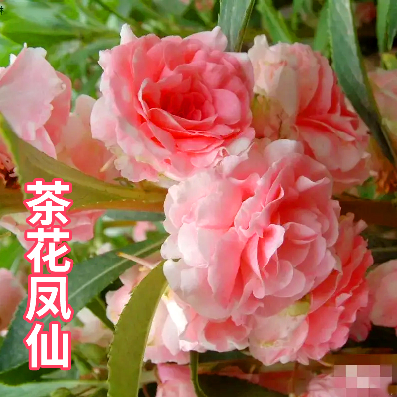 凤仙花种子重瓣茶花凤仙种籽阳台盆栽室内四季易种指甲花花卉种孑