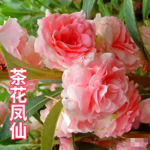 凤仙花种子重瓣茶花凤仙种籽阳台盆栽室内四季易种指甲花花卉种孑