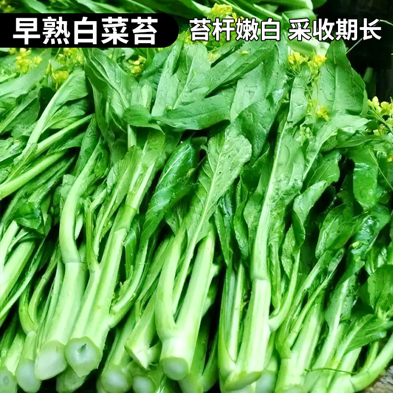 早熟甜脆多芽白菜苔种子高产侧芽多味甜软白菜心籽种大全蔬菜种孑