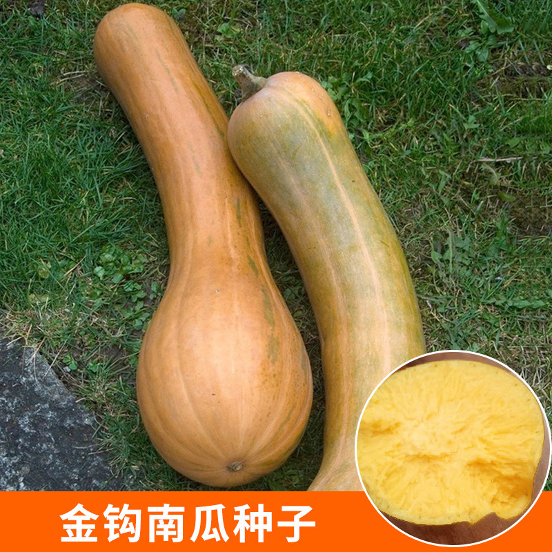 金钩南瓜种子黄狼甜面弯南瓜籽香糯干面四季农家田园庭院蔬菜种孑