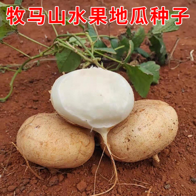 细藤牧马山水果地瓜种子凉薯种籽