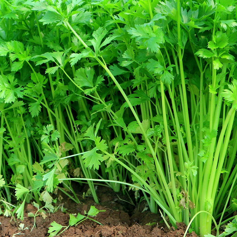 芹菜种子四季小香芹种子蔬菜种籽