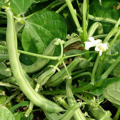 四季蔬菜种孑芙蓉地豆种子豆角