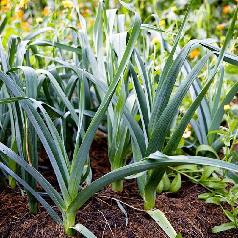 四季宽叶蒜苗种子农家蒜苗种春夏秋冬四季均可种阳台盆栽蒜苗种籽