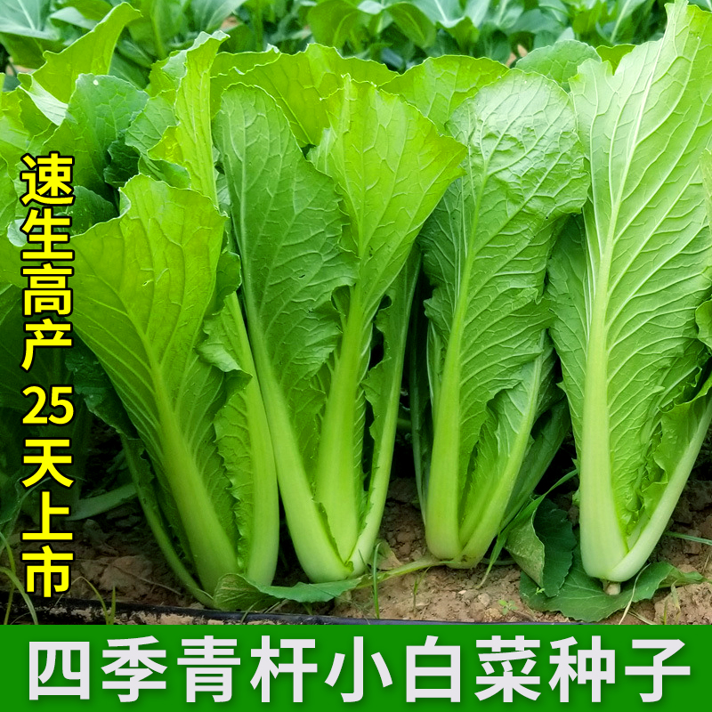 速生白菜种子四季青杆小白菜种籽