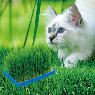 小猫草草花种子四季易活室内盆栽水培猫草种籽草籽种彩包