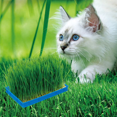 小猫草草花种子四季易活室内盆栽