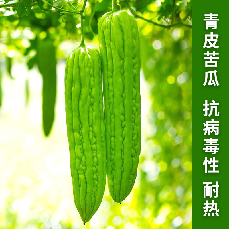 青皮苦瓜种子特大长碧绿苦瓜种籽耐寒抗热春季夏季播高产蔬菜种孑