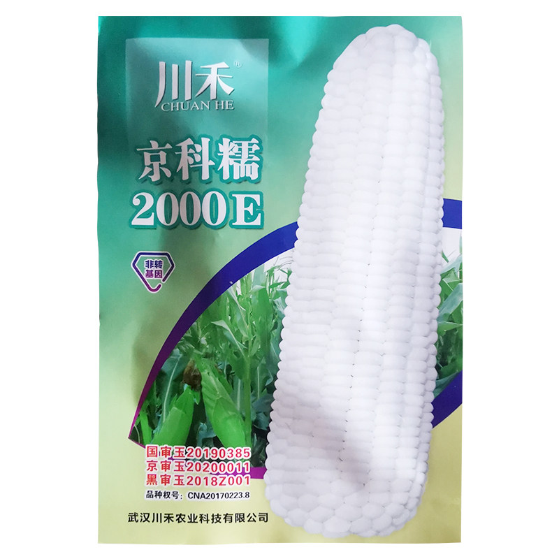 京科糯2000E白糯玉米种子
