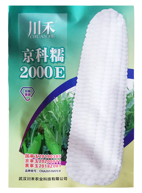 京科糯2000E白糯玉米种子香甜软糯粘玉米包苞谷种籽农家蔬菜种孑
