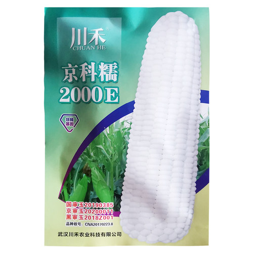 京科糯2000E白糯玉米种子