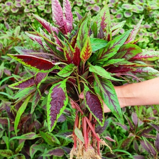 柳叶红苋菜种子青菜汉旱线菜阳台盆栽庭院农家播春四季 疏蔬菜种孑