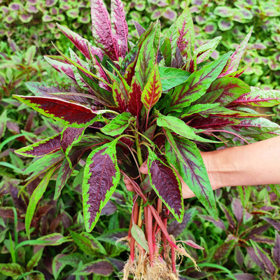 柳叶一点红红苋菜种籽