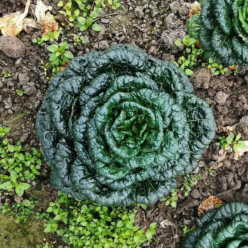 黑心乌菜籽黑塌菜耐寒秋冬蔬菜种孑黑叶白菜种子农家庭院蔬菜种籽