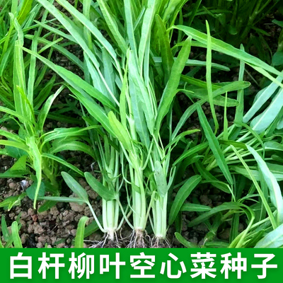 白梗通心菜种籽白杆柳叶空心菜