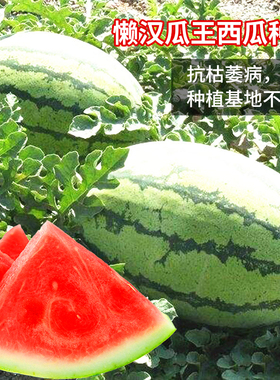 懒汉瓜王西瓜种子巨型无籽麒麟甜王种籽抗病抗裂春季四季水果种孑
