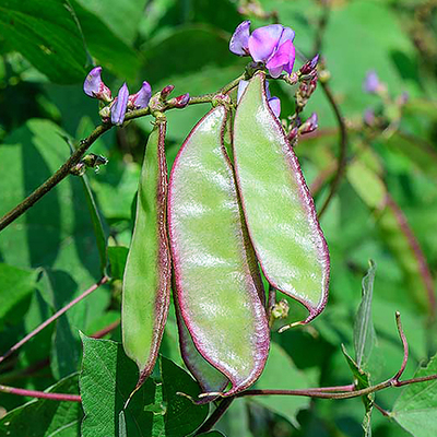 紫边眉豆种子大宽扁豆角种籽
