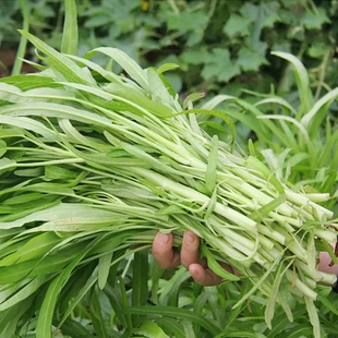 空心菜种子白梗柳叶空心菜小叶青菜种籽阳台盆栽大田四季 蔬菜种孑