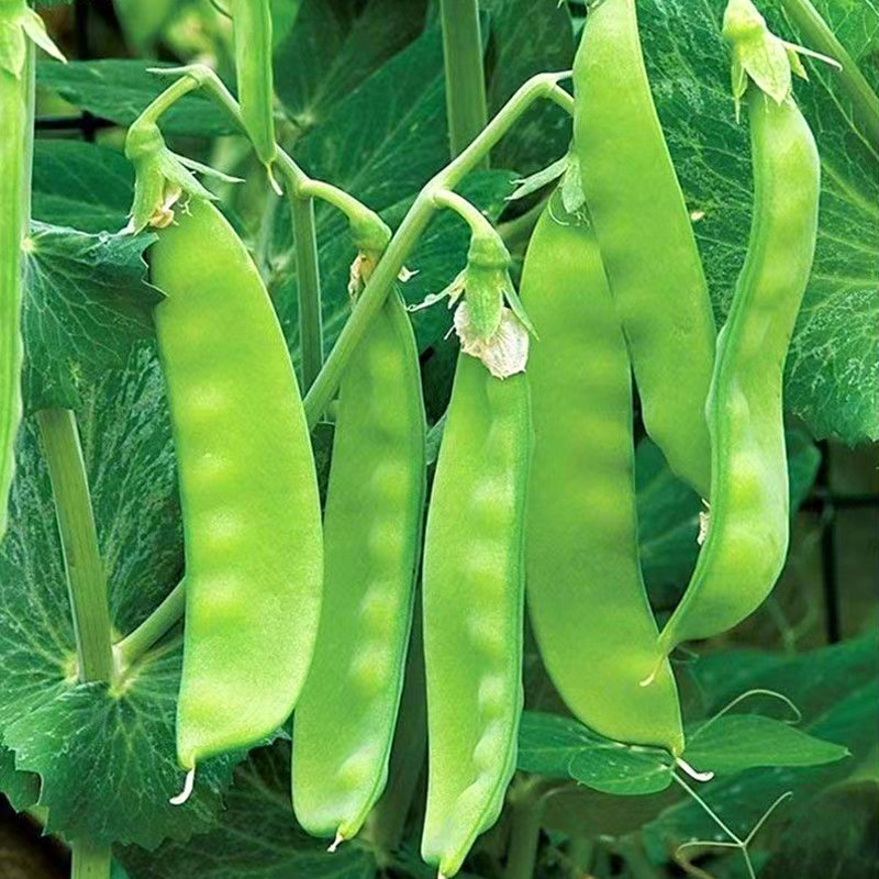 红花软荚荷兰豆豌豆种籽软荚604荷兰豆种子高产菜豆秋季冬季蔬菜