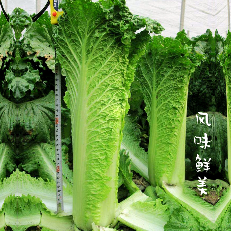 蔬菜籽真好吃大青麻叶大白菜种孑