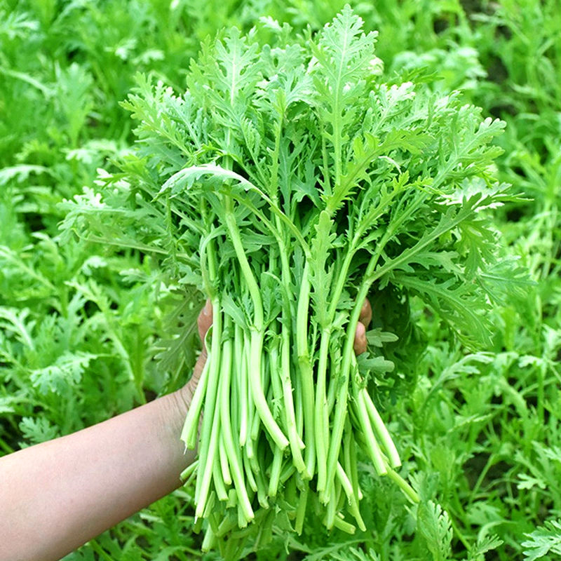 皇帝菜种籽美味小叶茼蒿种子