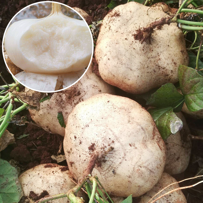牧马山地瓜种子早熟高产凉薯水果沙葛土凉瓜阳台庭院农家蔬菜种籽