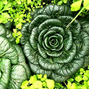 黑塌菜耐寒秋冬蔬菜种子黑心乌菜籽黑叶白菜种孑农家庭院蔬菜种籽