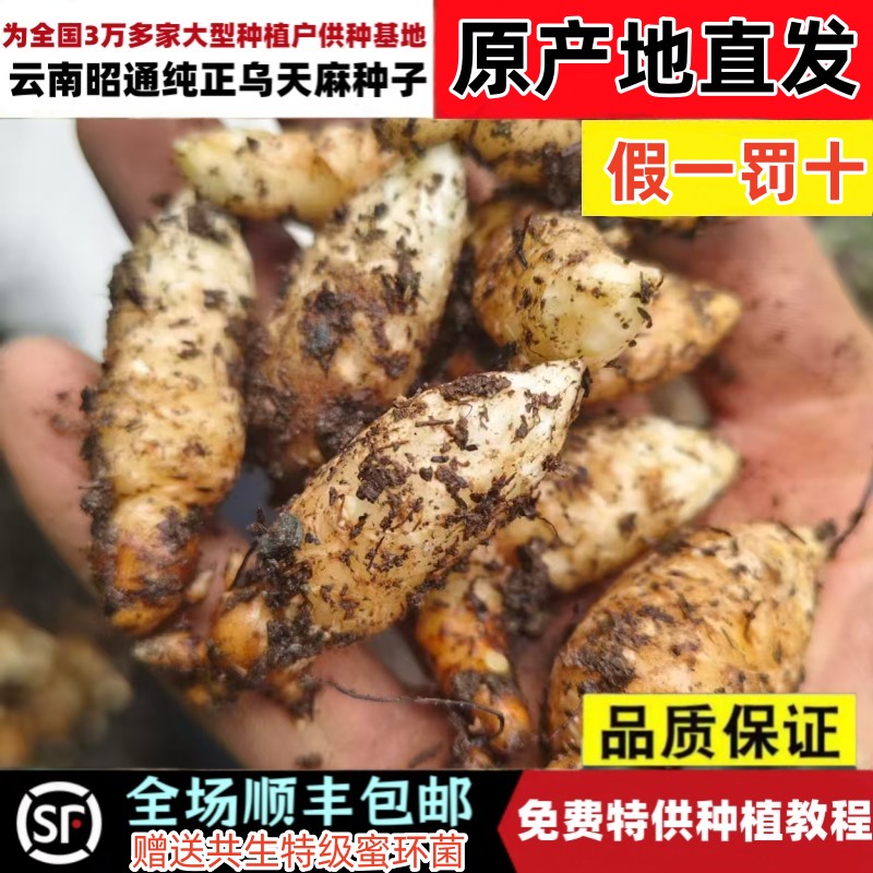 云南昭通小草坝天麻种子零代天麻正宗乌天麻苗子特级非杂交天麻籽