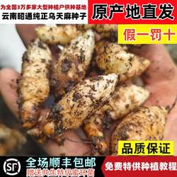 云南昭通小草坝天麻种子零代天麻正宗乌天麻苗子特级非杂交天麻籽