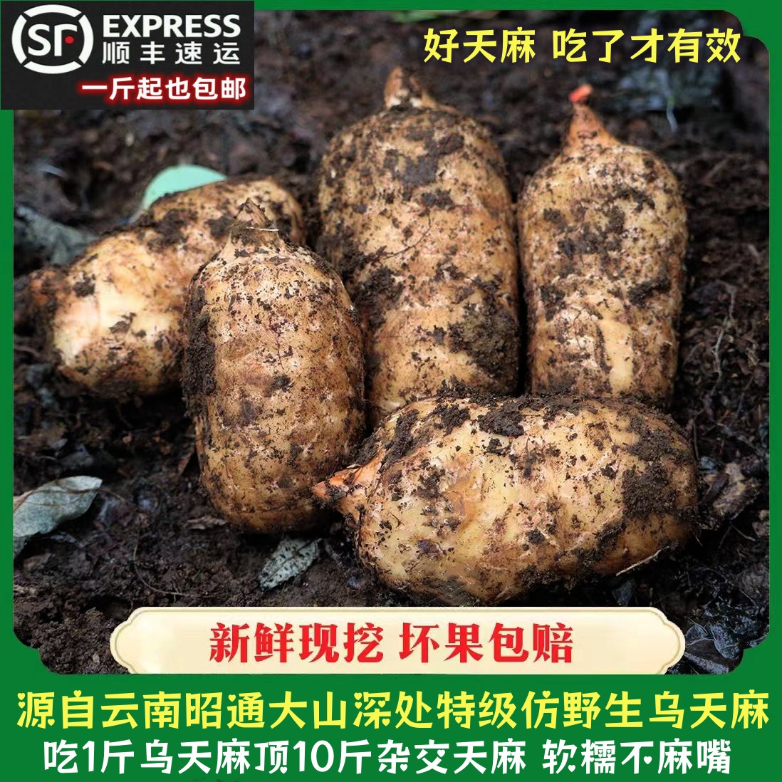 2025年云南昭通小草坝现挖野生天麻特级新鲜乌天麻煲汤治头疼滋补