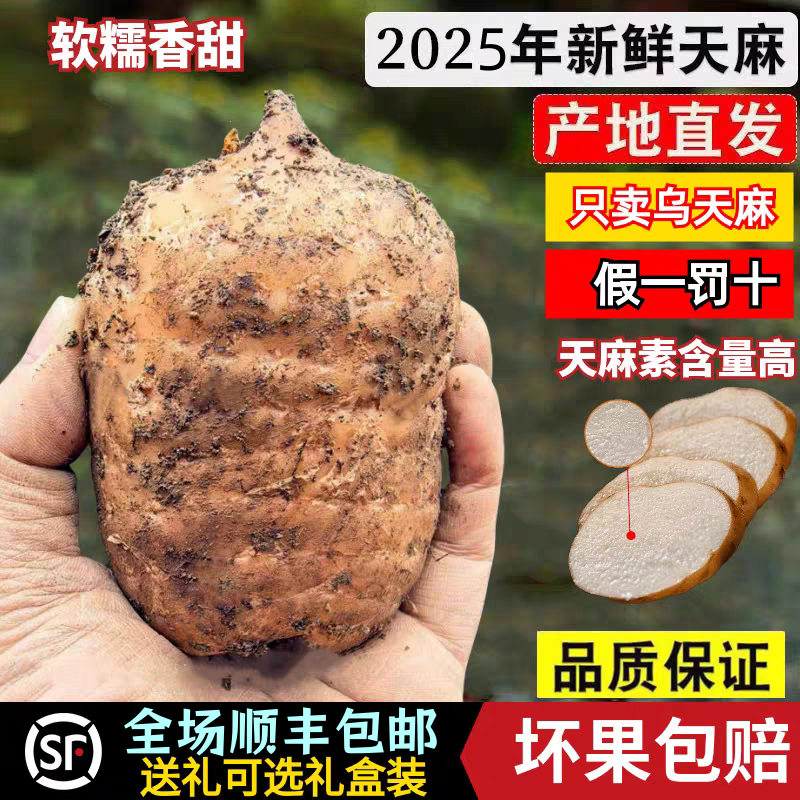 云南昭通小草坝原产地新鲜天麻正宗乌天麻野生特级天麻煲汤治头痛