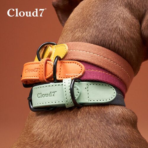 Madeira马德拉 Cloud7德国进口宠物牛皮项圈牵引猫狗中小型犬胸背