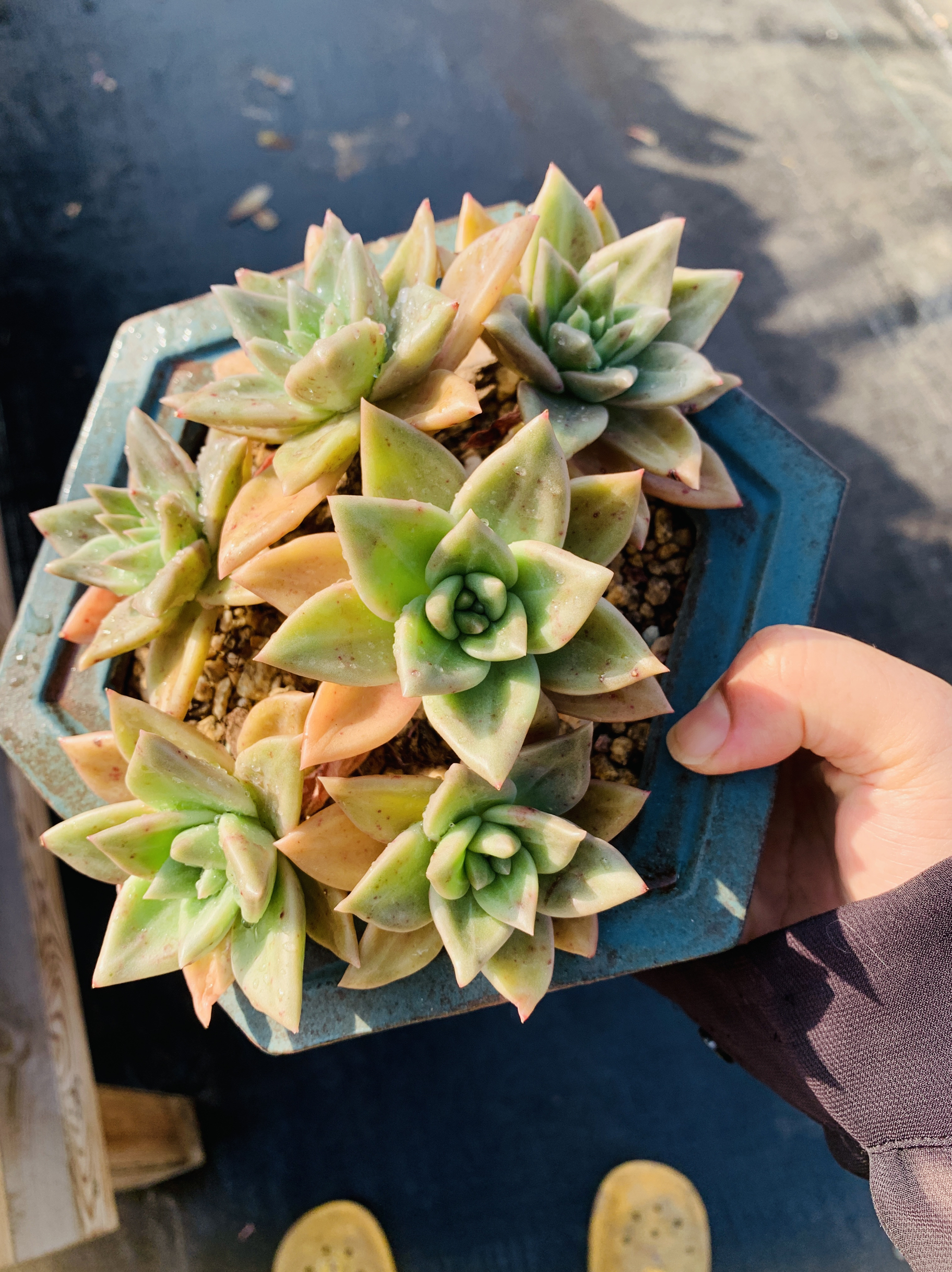 表丽娜多肉植物老桩无砍整桩