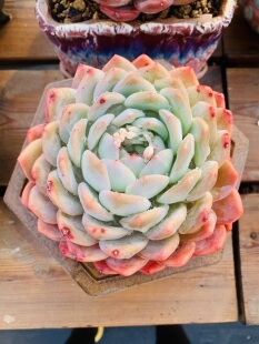 冰玉杂大单头老桩一物一拍15厘米到17厘米