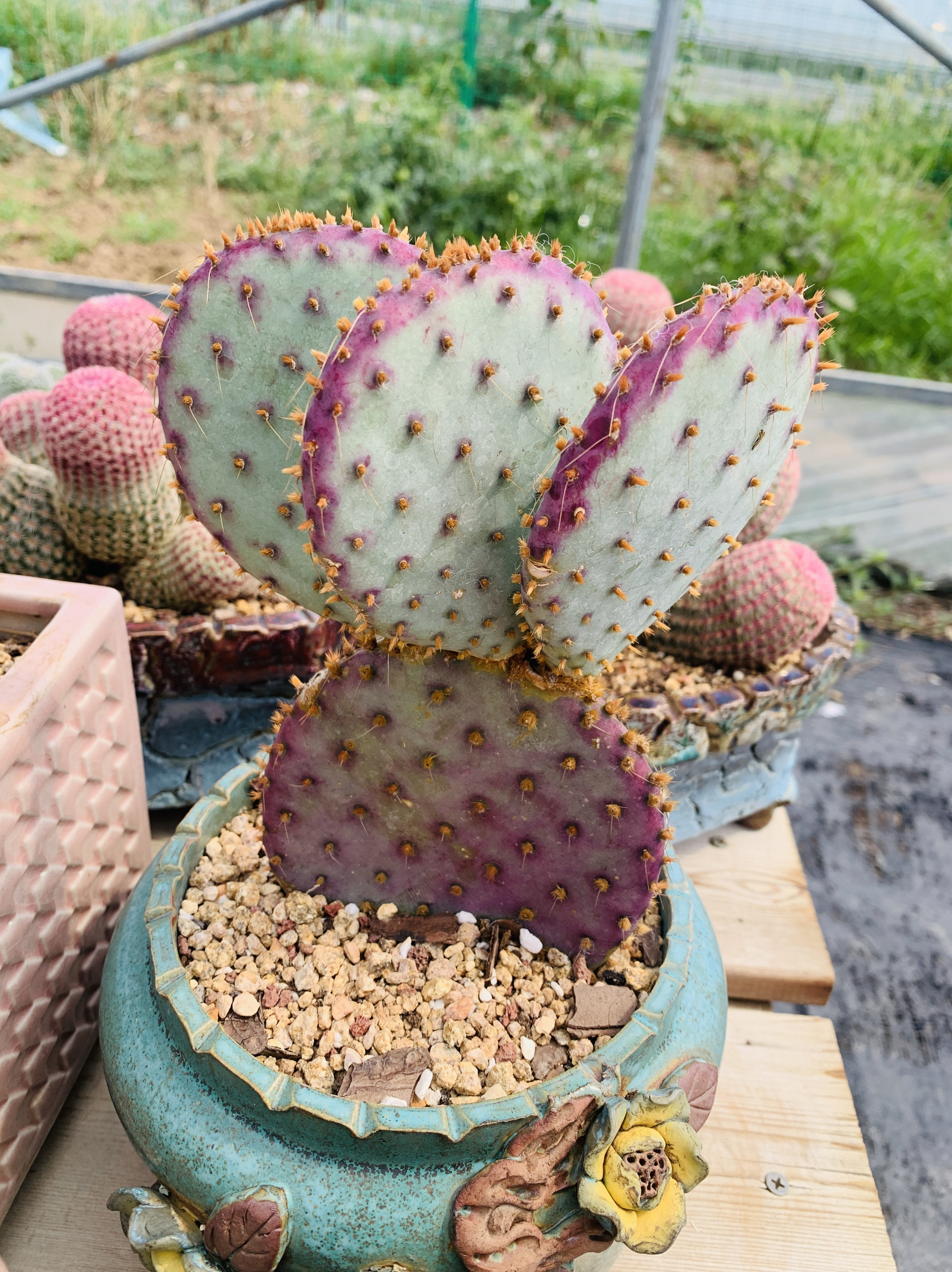多肉植物圣丽塔原产地老桩紫色仙人掌
