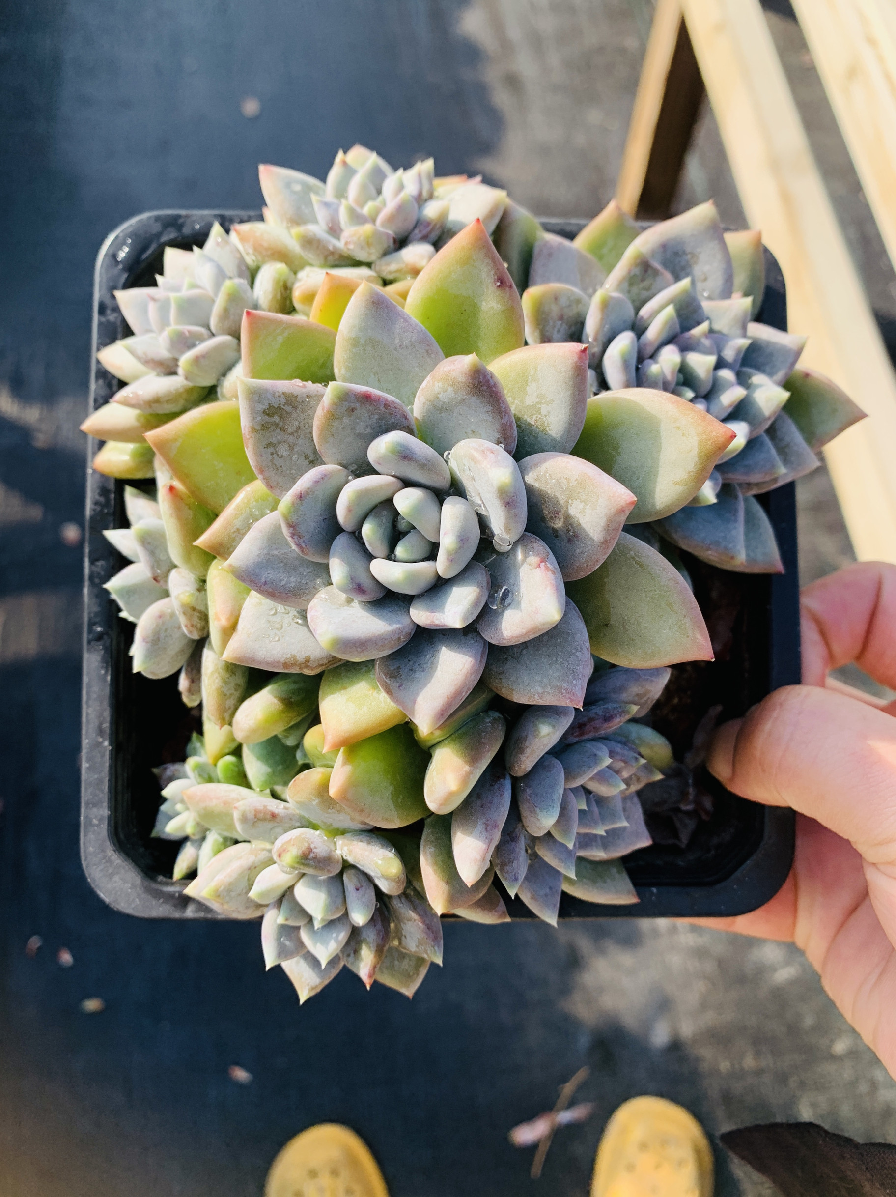 白雪公主精品老桩多肉植物无砍老品种基因如图一物一拍