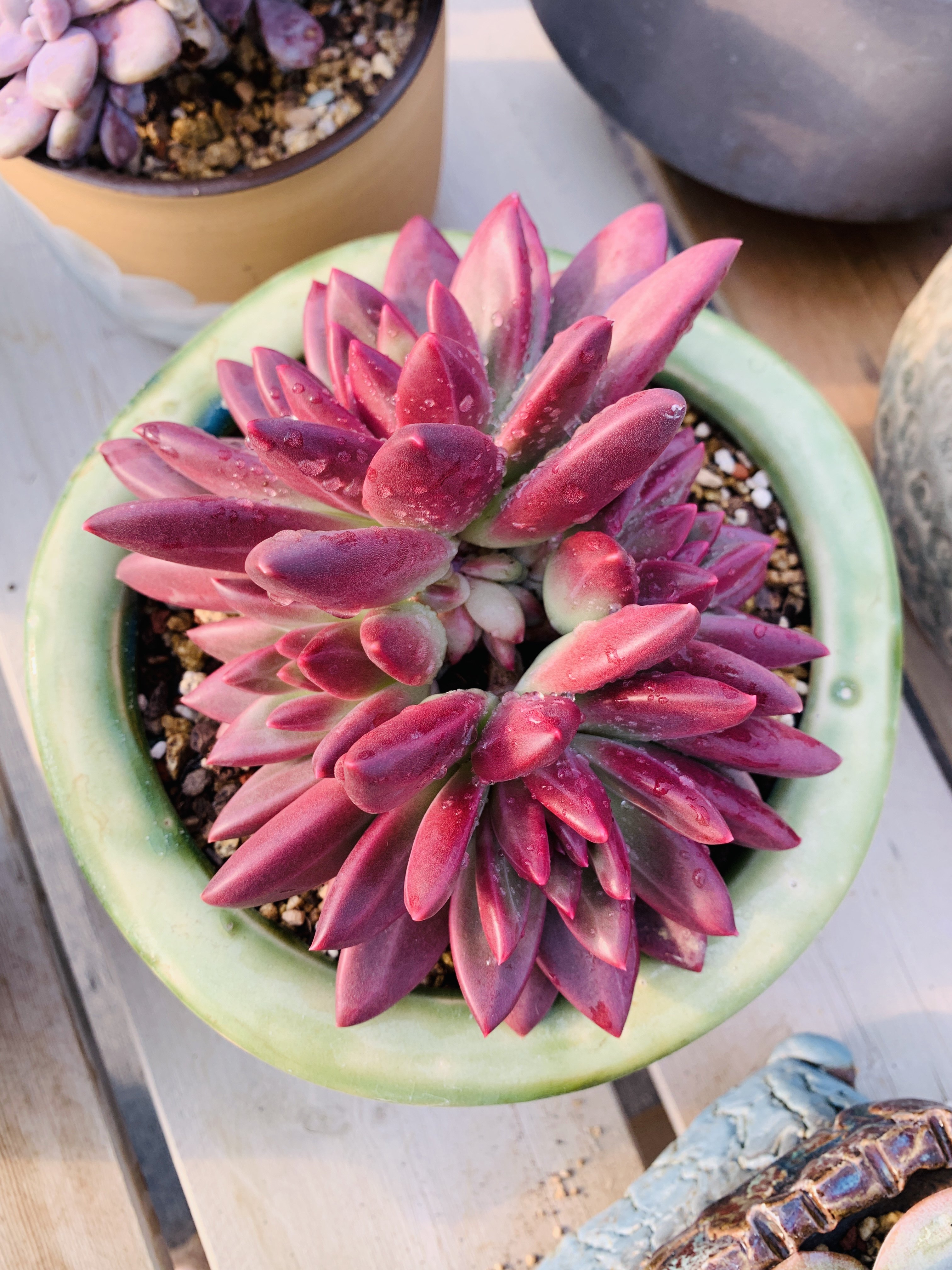 迷雾泡泡整桩老桩多头实生,鲜花速递/花卉仿真/绿植园艺,多肉植物,淘宝优惠券,粉丝福利购,淘宝优惠卷