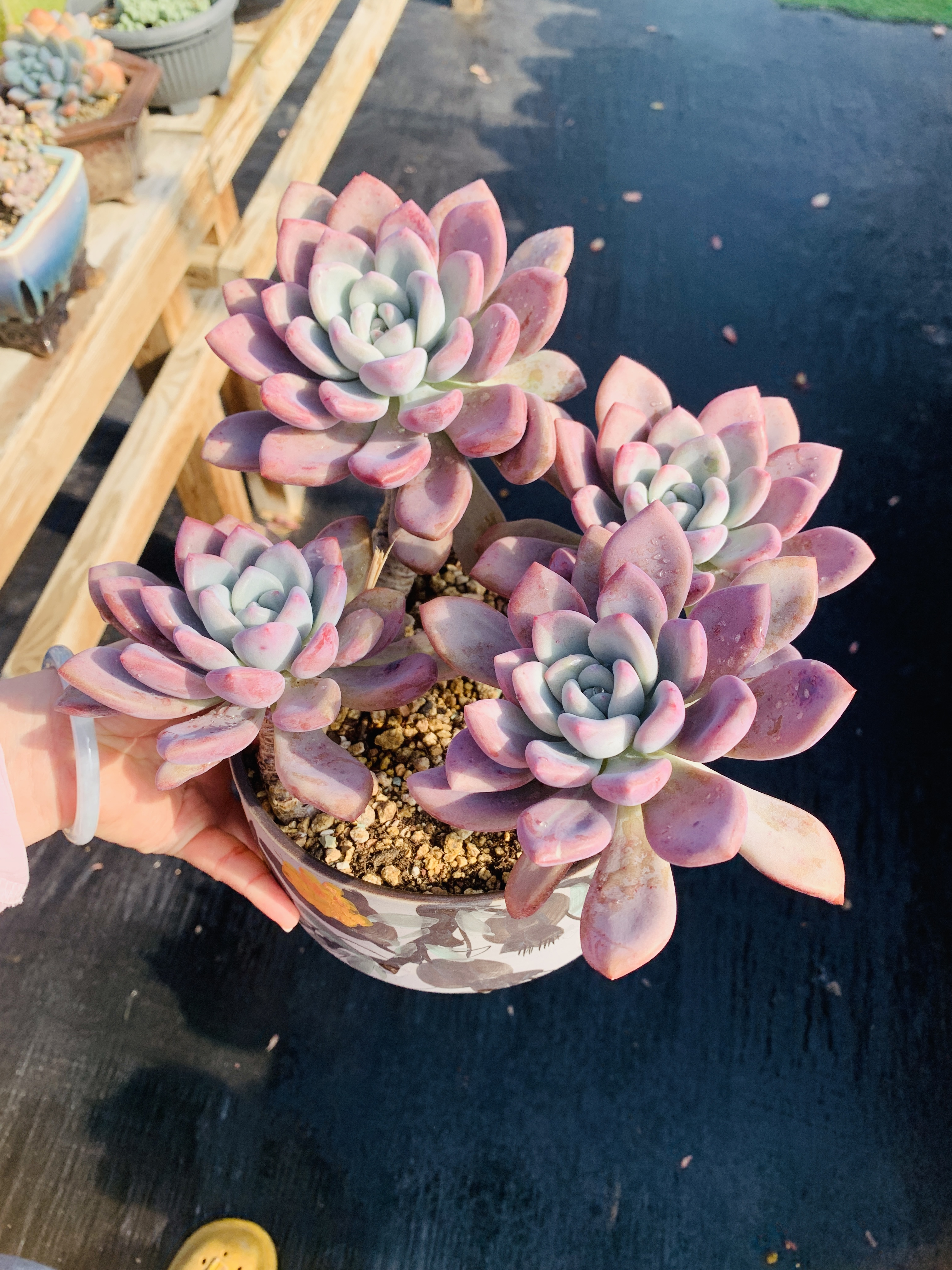 奥普老桩无砍28厘米精控多肉植物