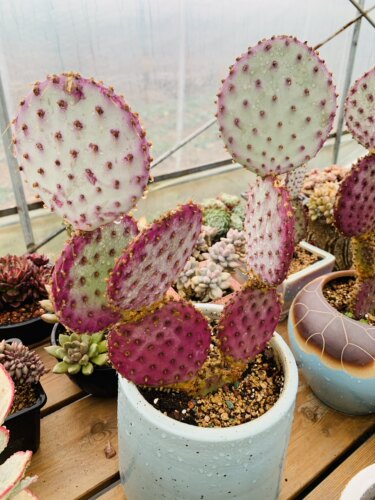 胜利塔老桩紫色仙人掌原产地进口母本