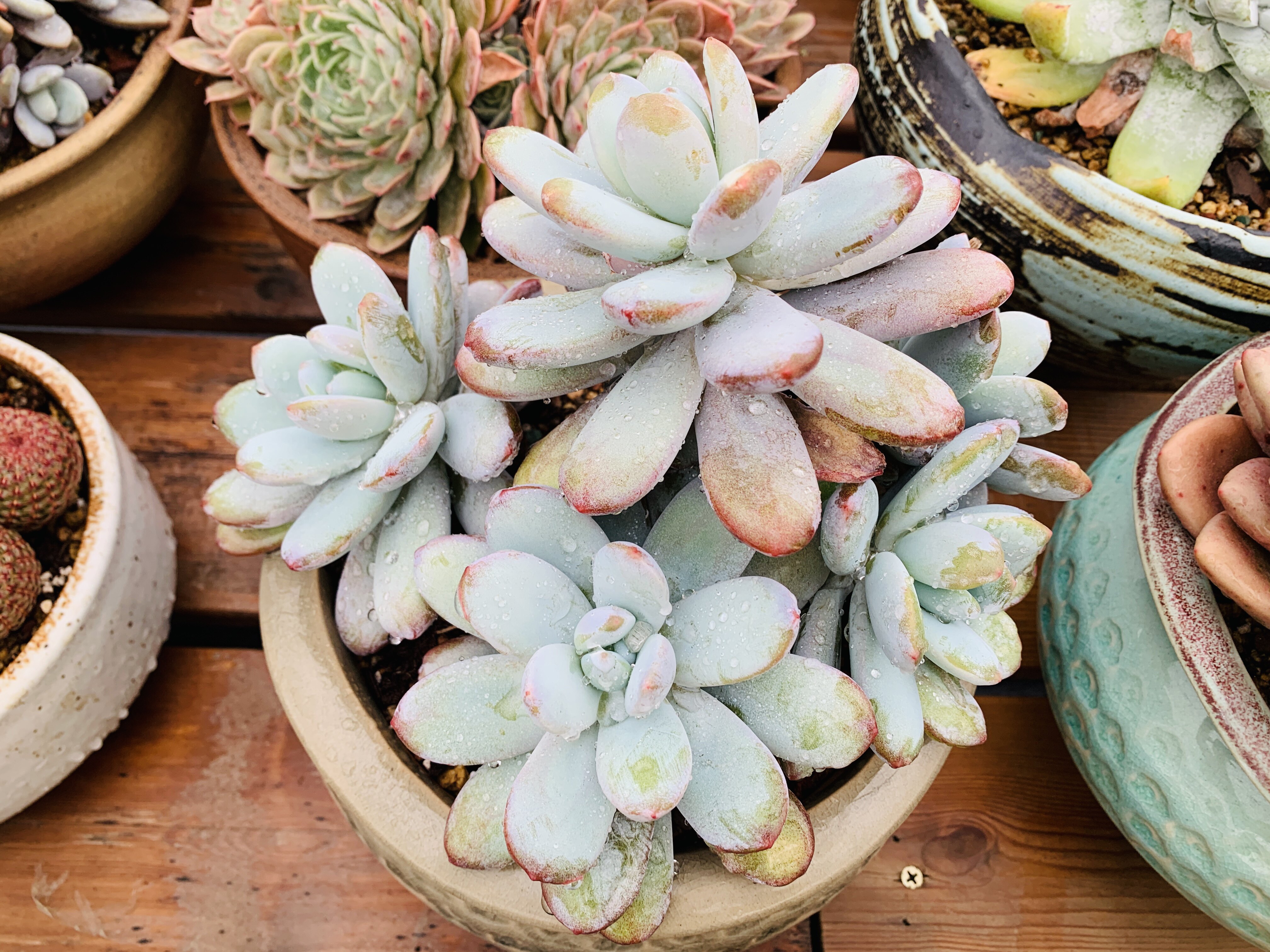 雪美人无砍多肉植物一物一拍仙气多肉顺丰包邮,鲜花速递/花卉仿真/绿植园艺,多肉植物,淘宝优惠券,粉丝福利购,淘宝优惠卷