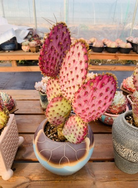 仙人掌团扇紫色仙人掌稀有出口网红植物一物一拍老桩