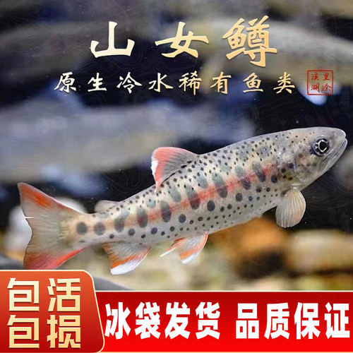 山女尊精灵樱鳟鲑鱼仙女鳟冷水鱼