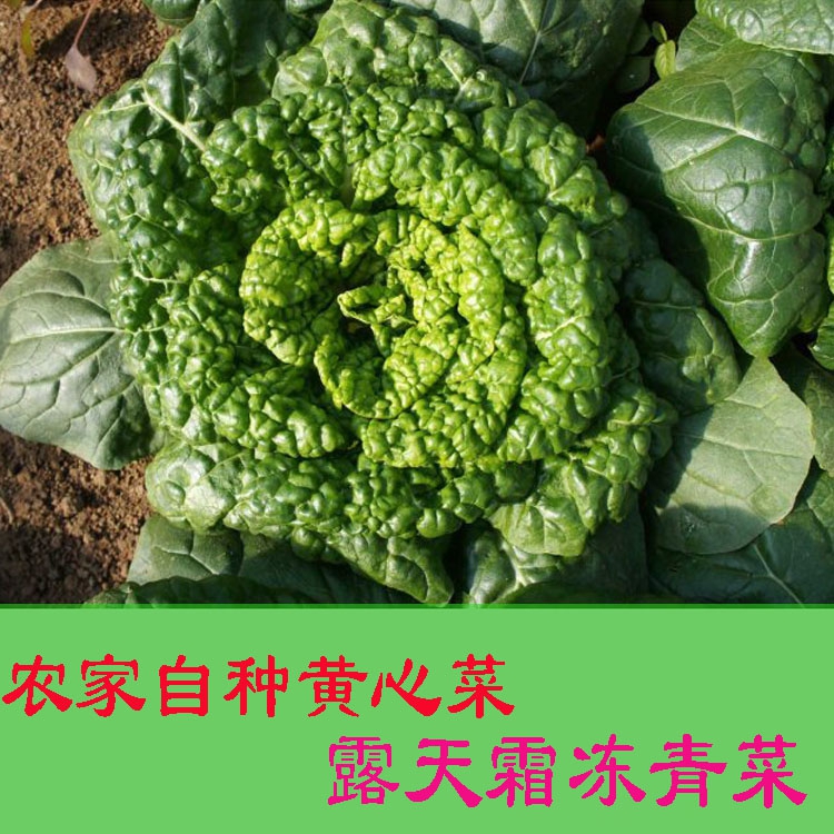 蔬菜新鲜无为特色蔬菜蔬菜新鲜