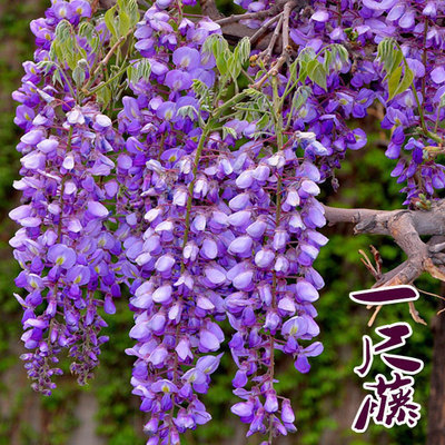 紫藤树苗庭院爬藤植物紫藤萝紫藤树苗攀援阳台楼顶窗台花卉苗木